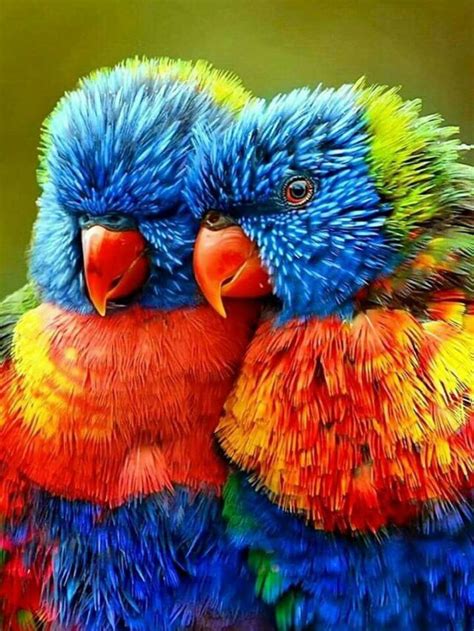 Top 10 Most Beautiful Birds In The World Eco Greener In 2022 Most