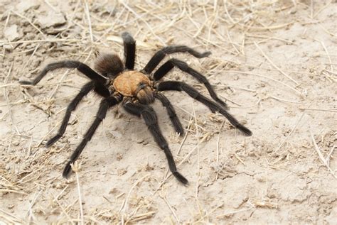 Its Late Summer And Thousands Of Tarantulas In Southeastern Colorado