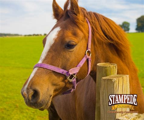 Horse Feed Tags Stampede Premium Forage Consistently Consistent