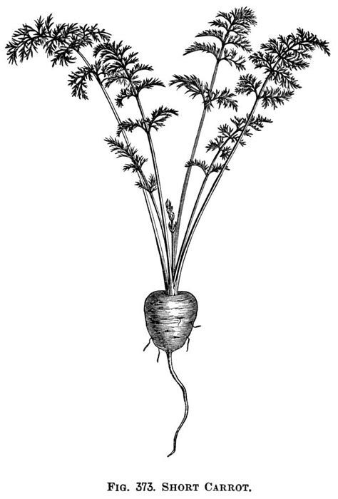 Vegetable Tattoo Vegetable Drawing Engraving Illustration