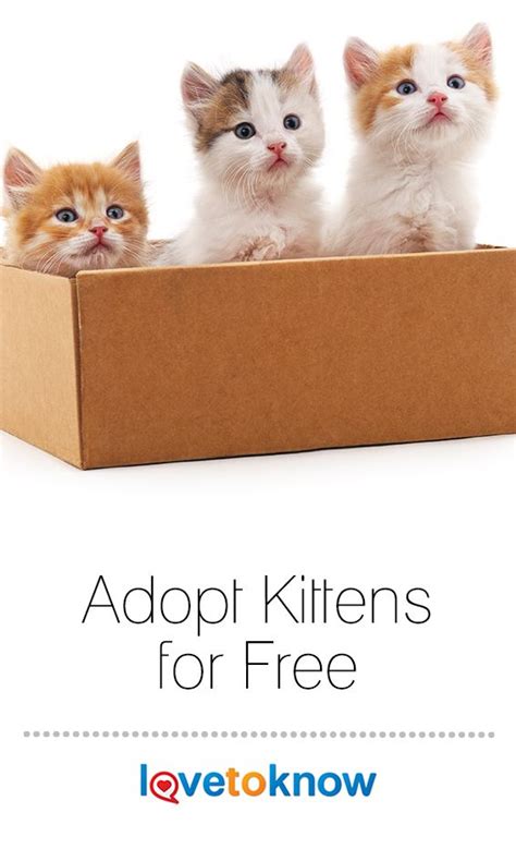 Free kittens near me 2019. Where to Adopt Kittens for Free | Kittens, Kittens near me ...