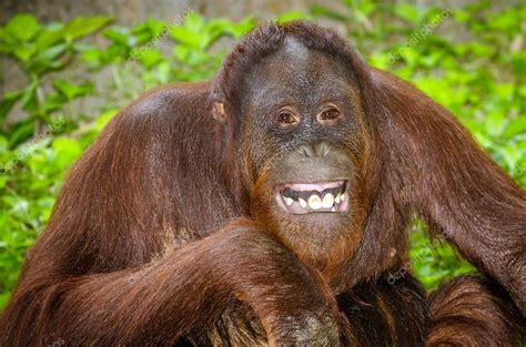 Portrait Of Orangutan Pongo Pygmaeus Smiling With His Teeth — Stock