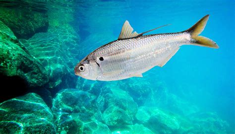 Lake Texoma Fish Species Threadfin Shad Jacob Orrs Guaranteed