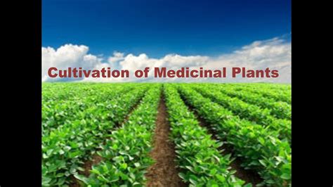 7 Method Of Cultivation Of Medicinal Plants