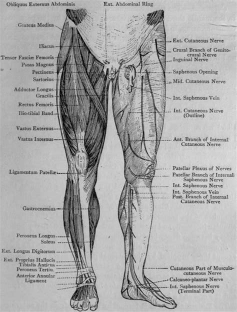 Functional anatomy of the hip. Lumbar And Sacral Plexus And Nerves Of Lower Limb. Continued