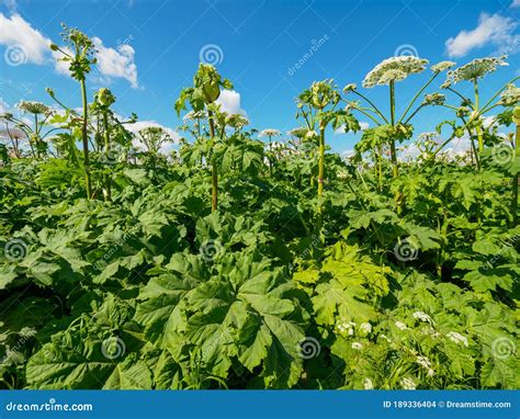 Field Of Wild Heracleum Sosnowskyi On The North Of Europe Stock Photo