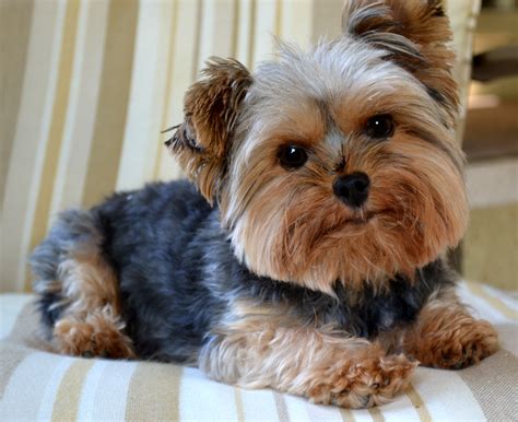 How Do You Tell If Your Dog Is A Yorkie