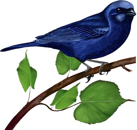Bluebird Clip Art Blue Bird On Branch Png Download 650618 Free