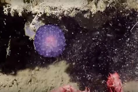 Weird Glowing Purple Orb Surprises Marine Researchers