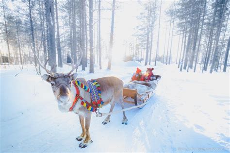 10 Things To Do On Your Winter Road Trip In Lapland Finland Bruised