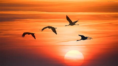 Zdjęcie Ptaki Grafika Zachód Słońca