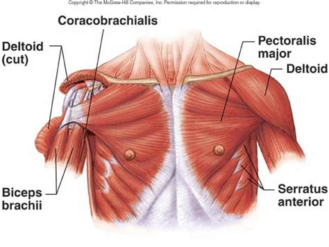 Anterior Shoulder And Chest Muscles Muscle Anatomy Body Diagram