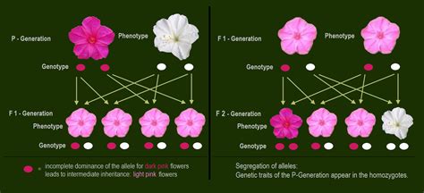 With Reference To Flower Colour In Snapdragon Explain Incomplete