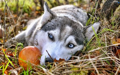 Eyes Blue Alaskan Malamute Dogs Wallpapers 1920x1200