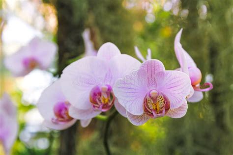 Light Pink Phalaenopsis Orchid Stock Image Image Of Park Orchid