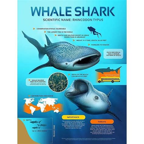 Fact Sheet Whale Shark Digitalillustration Infographic Whaleshark