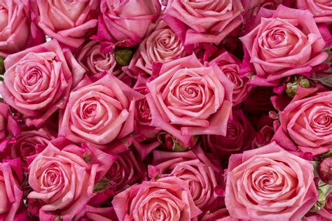 Sweet Bubbles Voorn Spray Roses — High Quality Cultivars