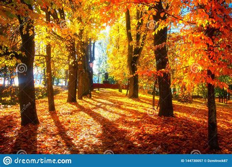 Autumn Scene Bright Colorful Landscape Yellow Trees In Autumn Park