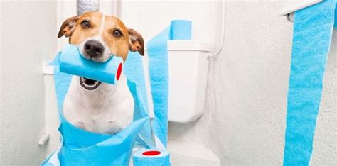 Diarrhea Diarrhea In Dogs And Cats Causes And Treatment Causes