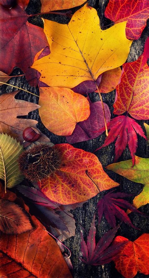 Pin By Carmen Castro On Thanksgiving Wallpapers Autumn Scenes Iphone