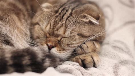 A Cute Cat Sleeps On A Gray Sofa In The Bedroom Stock Footage Video