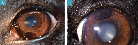 Clinical Approaches To Common Ocular Tumors Todays Veterinary Practice