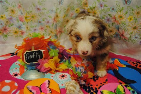 Shamrock Rose Aussies ﻿ Exciting News 2 Litters Welcome To
