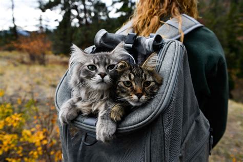 Your Cat Backpack The Marketplace By Seneca Women