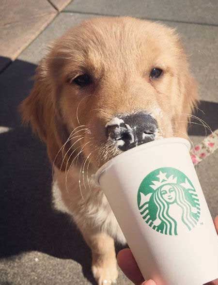 10 Irresistible Pictures Of Baby Golden Retriever Puppies