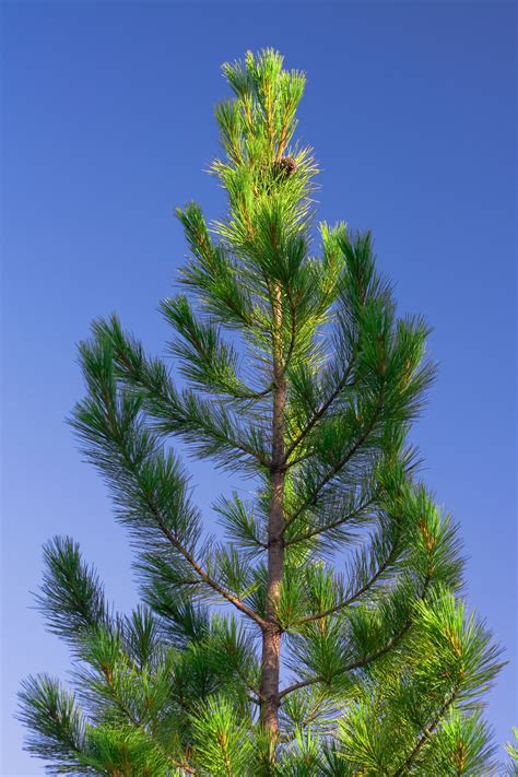 Free Photo Pine Tree Bspo Foothills Forest Free Download Jooinn