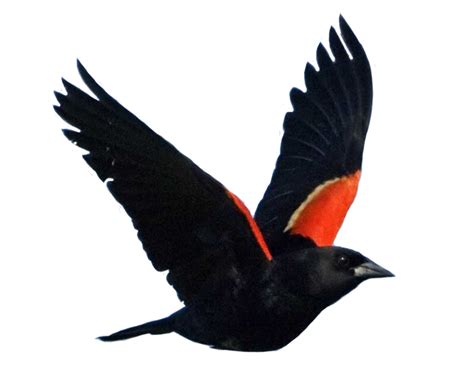 Red Winged Blackbird Common Blackbird National Audubon Society Bird