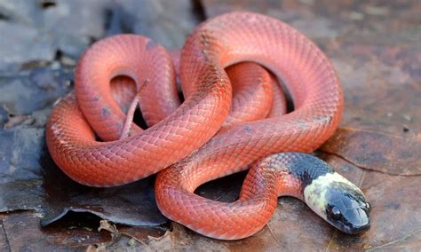 Pink Snakes The Prettiest Snakes You Can Keep As A Pet Az Animals