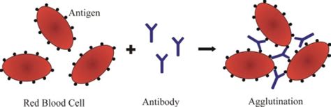 Antibody Agglutination