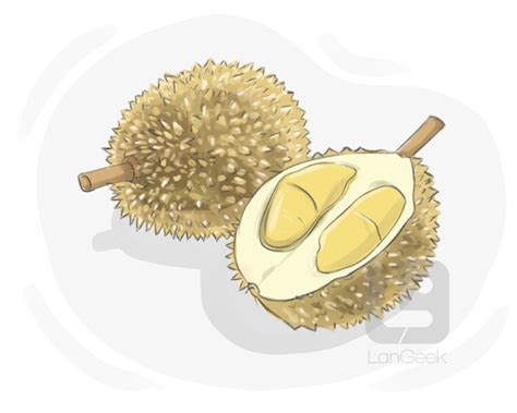 Definition And Meaning Of Durian Langeek