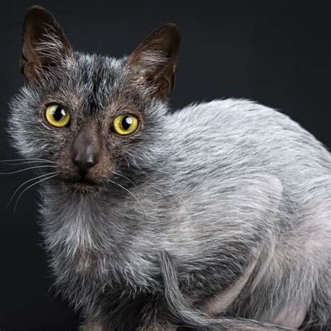 Lykoi Cat Breed