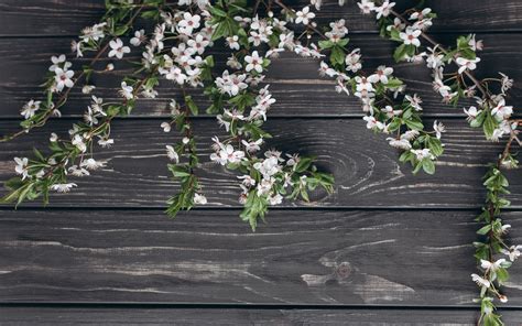 Download Wallpapers Flowering Apple White Flowers Spring