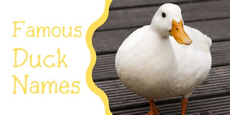 250 Duck Names For Your Feathered Friend From Aflac To Xerxes