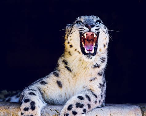 What Do Snow Leopards Look Like Home Interior Design