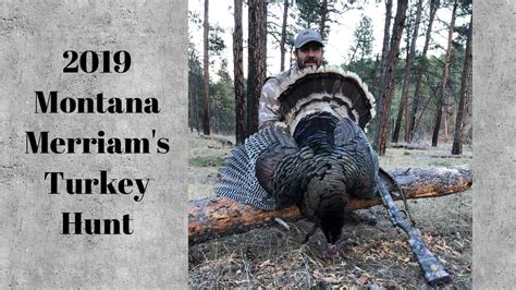 2019 Montana Wild Turkey Hunt 4k Video Youtube