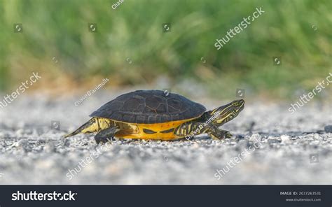 23374 Turtle Carapace Images Stock Photos And Vectors Shutterstock