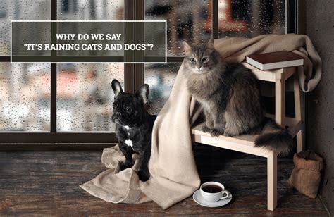 Qanda Why Do We Say Its Raining Cats And Dogs Australian Writers