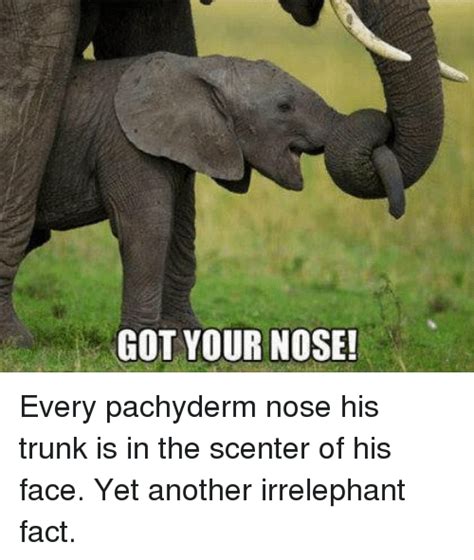 Got Your Nose Every Pachyderm Nose His Trunk Is In The Scenter Of His