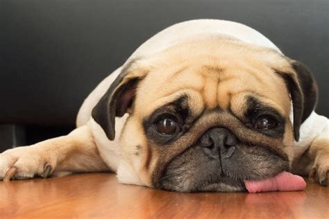 Eigenes gemüse, kräuter oder andere pflanzen hochziehen; Hunde während Coronavirus-Krise: Tipps gegen Langeweile zu ...