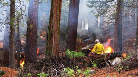 Controlled Fires Could Actually Save Forests And Fight Climate Change
