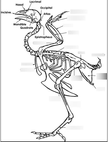 Poultry Skeletal System Diagram Diagram Quizlet