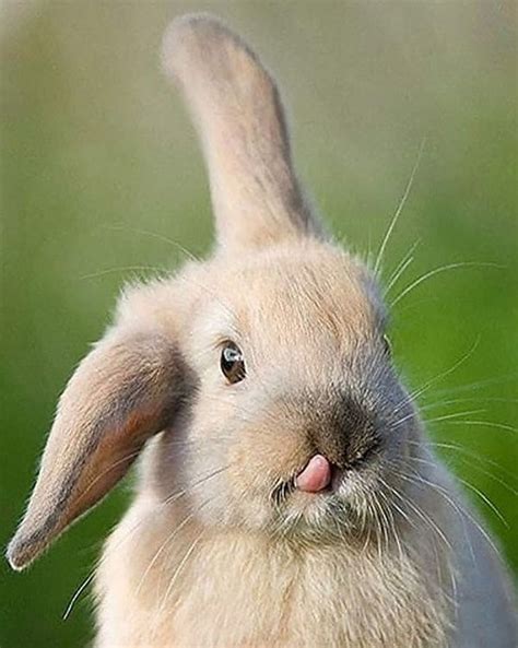 17 Funny Rabbits That Put A Big Smile On My Face Bouncy Mustard