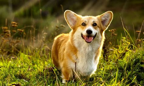 Pembroke Welsh Corgi Breed Characteristics Care Photos BeChewy