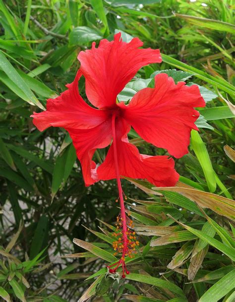 Tulipán Mexicano Img4608 Hibisco Rojo Hibiscus Sp Vis Flickr