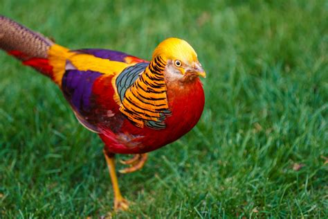 Free Photo Golden Pheasant Animals Beautiful Bird Free Download