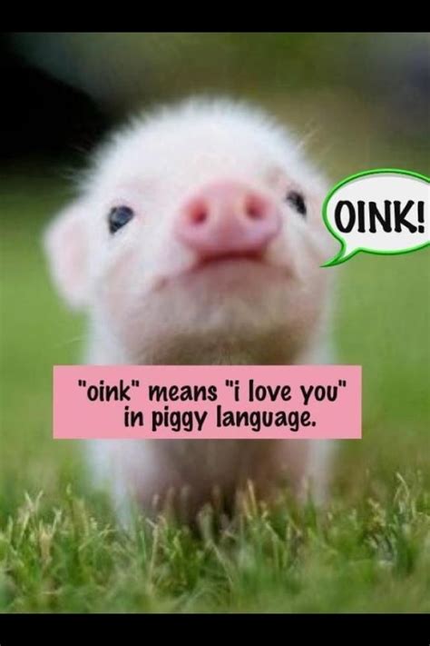 Baby Pigs Wallpapers Baby Pigs Cute Baby Pigs Funny Pigs